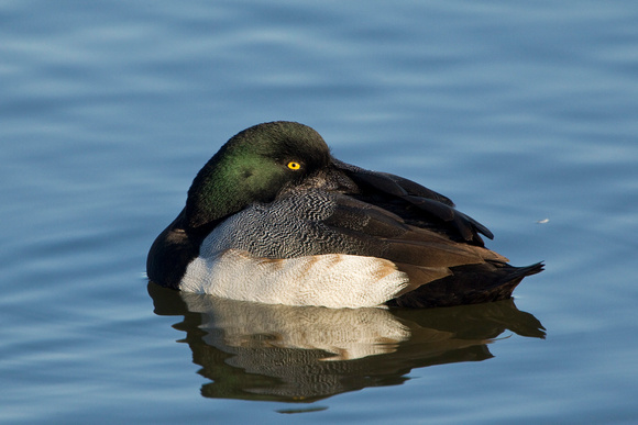 GREATER SCAUP 12-01-0944485