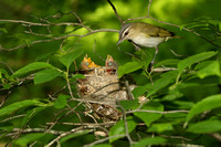 RED EYED VIREO 12-06-1148941