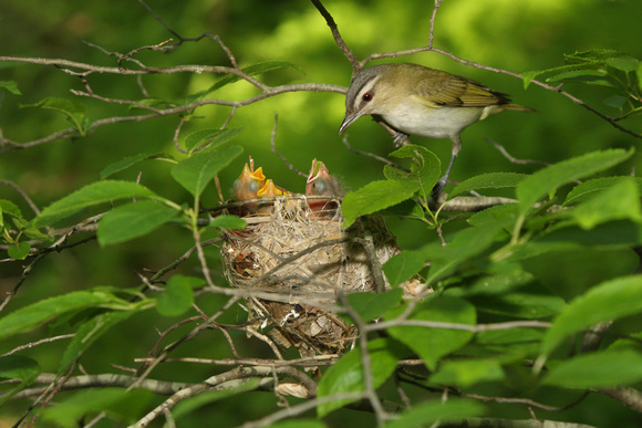 RED EYED VIREO 12-06-1148941