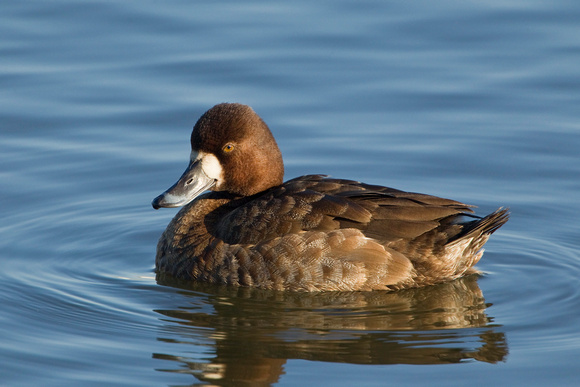 GREATER SCAUP 12-01-0944467