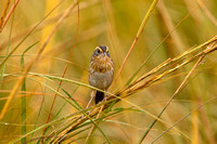 NELSONS SPARROW 09-10-2221436