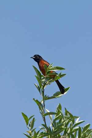 ORCHARD ORIOLE 10-05-2824219