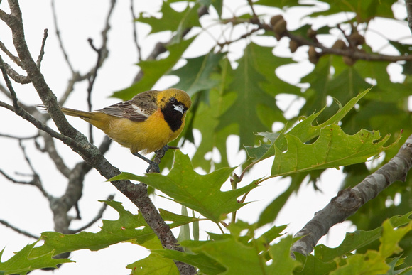 ORCHARD ORIOLE 12-06-1150333