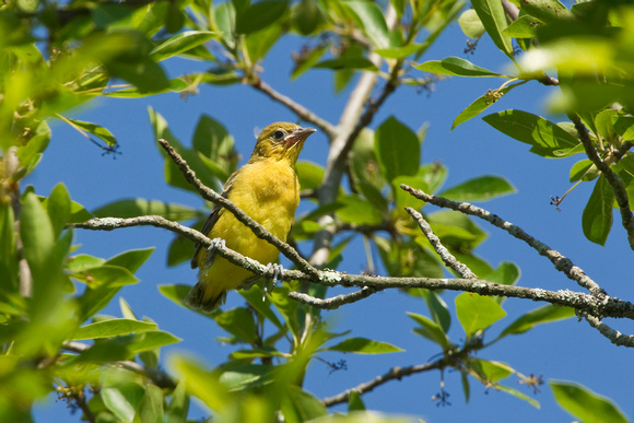 ORCHARD ORIOLE 12-06-1150370