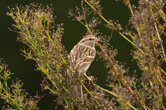 CHIPPING SPARROW 12-10-1054761