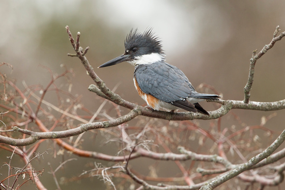 BELTED KINGFISHER 15-04-1081791
