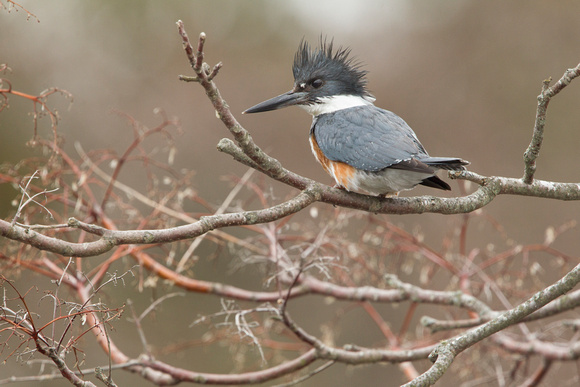 BELTED KINGFISHER 15-04-1081800
