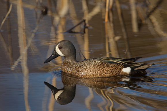 BLUE WINGED TEAL 15-04-1181460