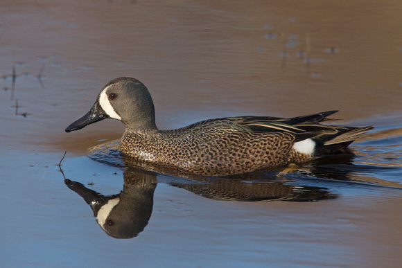 BLUE WINGED TEAL 15-04-1181458