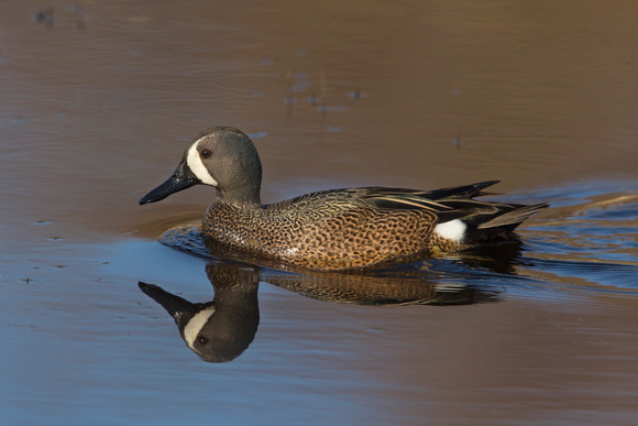 BLUE WINGED TEAL 15-04-1181456