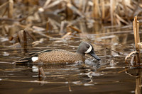BLUE WINGED TEAL 15-04-1181700