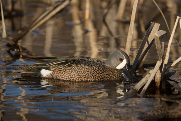 BLUE WINGED TEAL 15-04-1181719