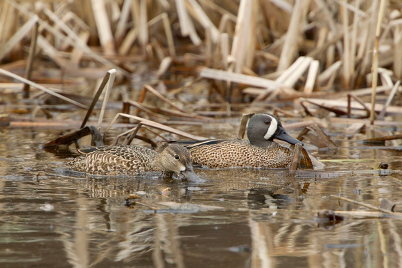BLUE WINGED TEAL 15-04-1181478