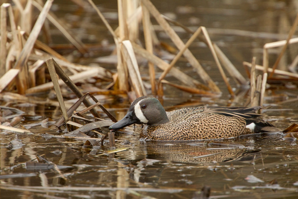 BLUE WINGED TEAL 15-04-1181494