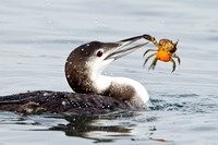 LOONS & GREBES