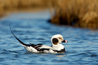 LONG-TAILED DUCK