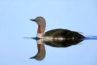 RED-THROATED LOON