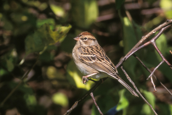 CHIPPING SPARROW 00-01