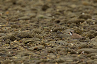 SEMIPALMATED PLOVER 13-05-2461883