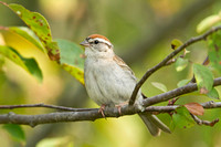 CHIPPING SPARROW 10-06-2825860