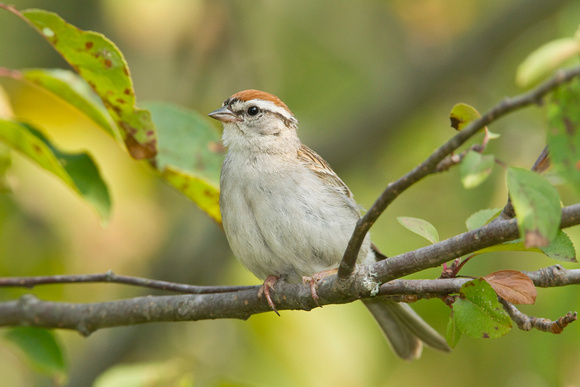 CHIPPING SPARROW 10-06-2825860
