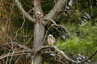 GREAT HORNED OWL 21-04-1718497D