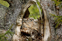 GREAT HORNED OWL 21-04-1718544D