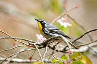 YELLOW THROATED WARBLER