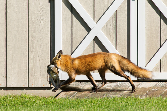 RED FOX 17-05-082720