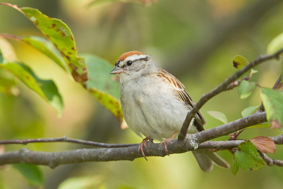 CHIPPING SPARROW 10-06-2825864