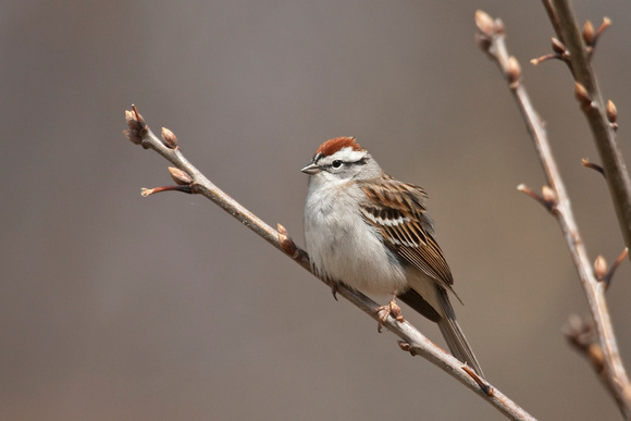 CHIPPING SPARROW 08-04-2020218