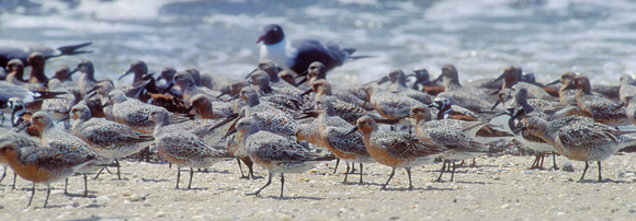 RED KNOT 00-07
