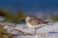 RED KNOT