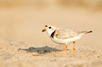 PIPING PLOVER 12-06-2150766