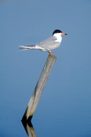 FORSTERS TERN 00-08