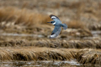 BELTED KINGFISHER 18-04-113412