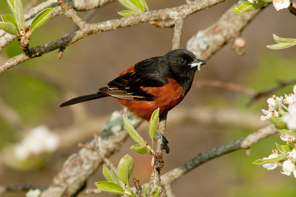 ORCHARD ORIOLE 08-05-0532689