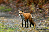 RED FOX 19-10-288860
