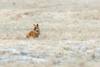 RED FOX 19-01-165258