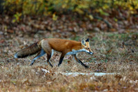 RED FOX 19-10-288827