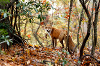 RED FOX 19-10-288840