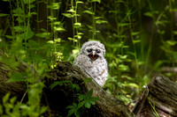 BARRED OWL 20-05-1711234