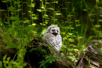 BARRED OWL 20-05-1711233