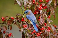 EASTERN BLUEBIRD 18-10-244031