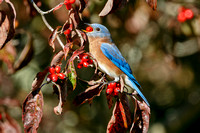 EASTERN BLUEBIRD 18-10-244034