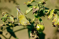 TENNESSEE WARBLER 20-10-1115430CD
