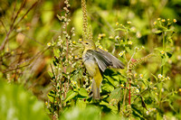 TENNESSEE WARBLER 20-10-1115426SD