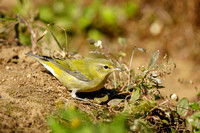 TENNESSEE WARBLER 20-10-1115425SD