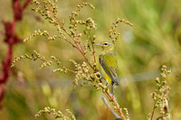 TENNESSEE WARBLER 20-10-1115531SD