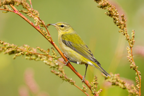 TENNESSEE WARBLER 20-10-1115524DC